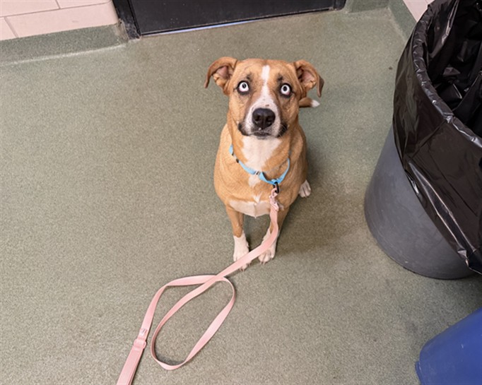 Shelter Stray Female Dog last seen Near BLOCK VELARDE RD SANTA FE NM 87507, 100 Caja Del Rio Rd, Santa Fe, NM 87507, USA