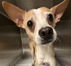 Shelter Stray Male Dog last seen , West Valley Animal Shelter, 20655 Plummer St, Chatsworth, CA 91311, USA