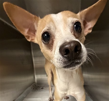 Shelter Stray Male Dog last seen , West Valley Animal Shelter, 20655 Plummer St, Chatsworth, CA 91311, USA
