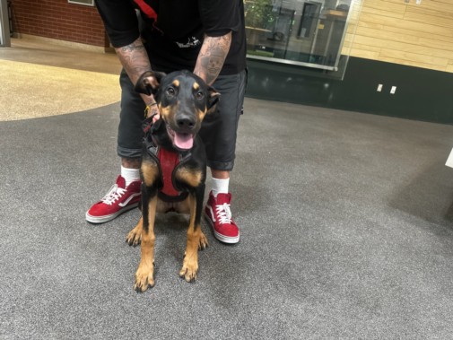 Shelter Stray Female Dog last seen , 3201 Lacy St, Los Angeles, CA 90031, USA