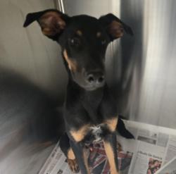 Shelter Stray Male Dog last seen , 3201 Lacy St, Los Angeles, CA 90031, USA