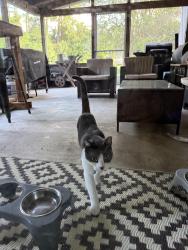 Found/Stray Unknown Cat last seen West Gaucho circle and Fairbairn, Deltona, FL 32725