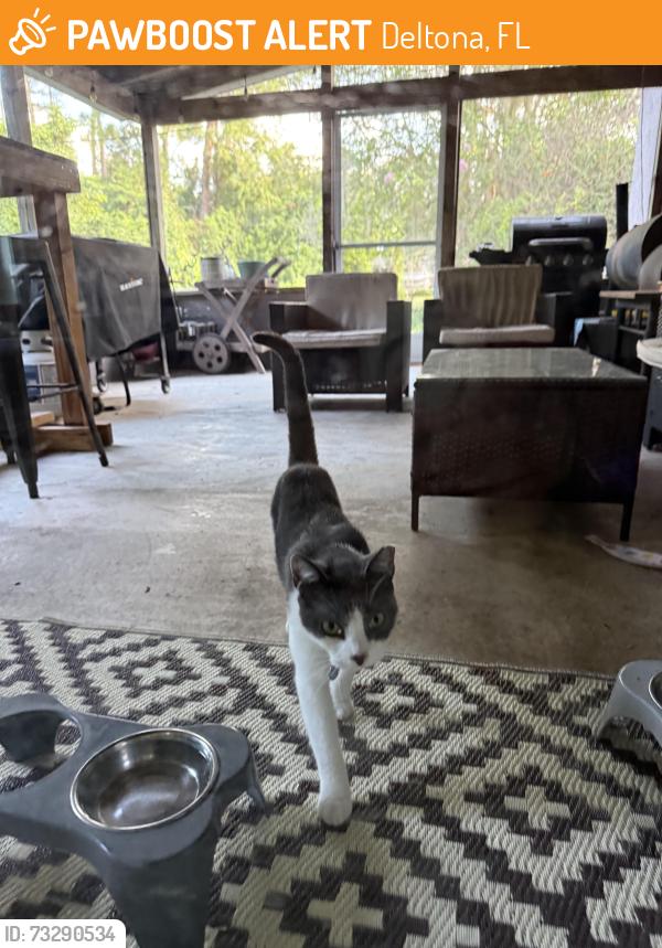 Found/Stray Unknown Cat last seen West Gaucho circle and Fairbairn, Deltona, FL 32725