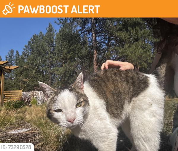 Found/Stray Unknown Cat last seen Navajo and Osage, Deschutes River Woods, OR 97702