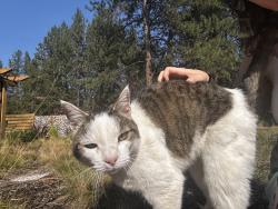 Found/Stray Unknown Cat last seen Navajo and Osage, Deschutes River Woods, OR 97702