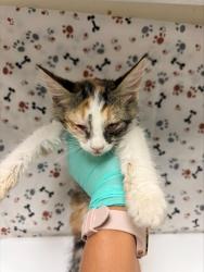 Shelter Stray Female Cat last seen Near BLOCK PALMYRITA AVE, RIVERSIDE CA 92507, 6851 Van Buren Boulevard, Jurupa Valley, CA 92509, USA