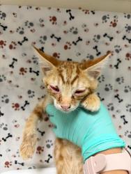 Shelter Stray Male Cat last seen Near BLOCK PALMYRITA AVE, RIVERSIDE CA 92507, 6851 Van Buren Boulevard, Jurupa Valley, CA 92509, USA