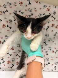 Shelter Stray Female Cat last seen Near BLOCK PALMYRITA AVE, RIVERSIDE CA 92507, 6851 Van Buren Boulevard, Jurupa Valley, CA 92509, USA