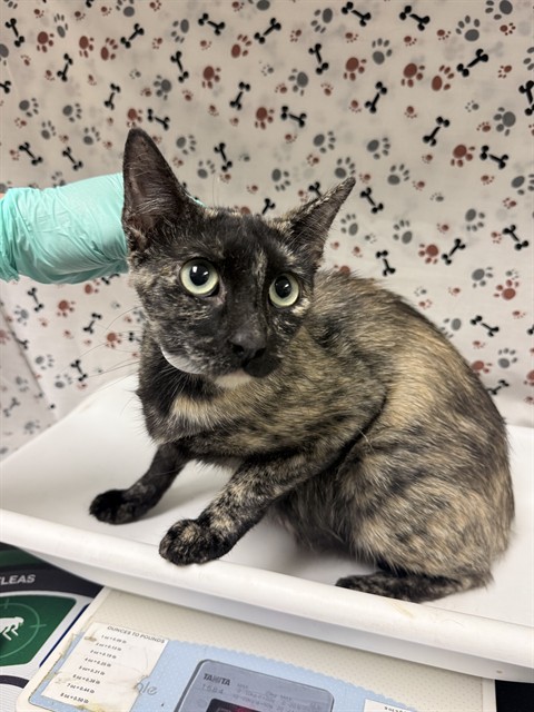 Shelter Stray Female Cat last seen Near BLOCK BEN NEVIS, JURUPA VALLEY, 6851 Van Buren Boulevard, Jurupa Valley, CA 92509, USA