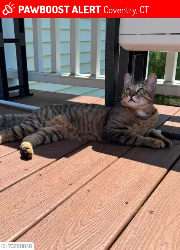 Lost Male Cat last seen Near brewster street coventry ct 06238, Coventry, CT 06238