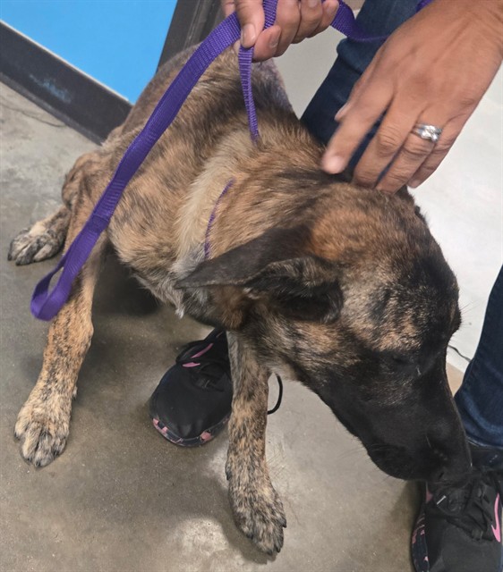 Shelter Stray Female Dog last seen 4TH ST AND L ST BAKERSFIELD, 201 S Mt Vernon Ave, Bakersfield, CA 93307, USA