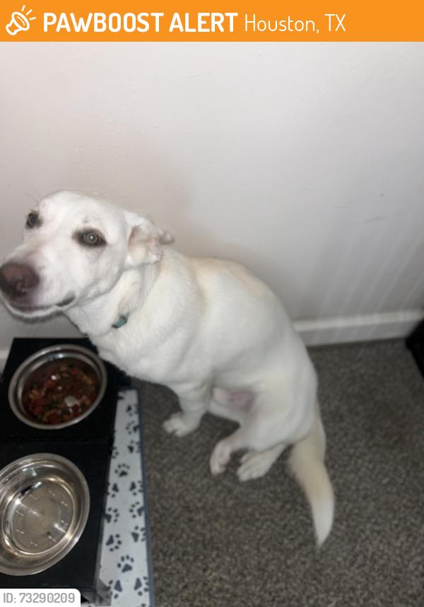 Found/Stray Male Dog last seen Edenstone, Houston, TX 77429