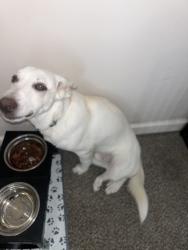 Found/Stray Male Dog last seen Edenstone, Houston, TX 77429