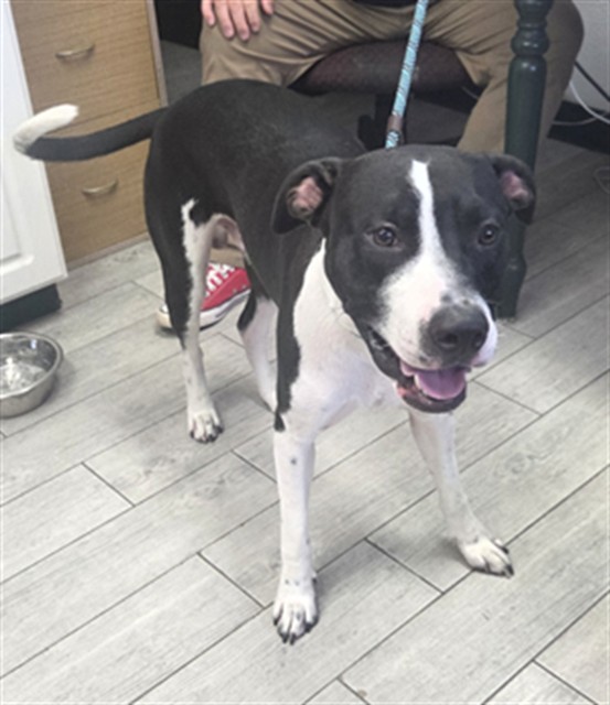 Shelter Stray Male Dog last seen Near BLOCK ELMWOOD AVE LAKE ISABELLA CA 93240, 14891 CA-178, Lake Isabella, CA 93240, USA