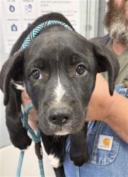 Shelter Stray Male Dog last seen ELIZABETH NORRIS/ LAKE ISABELLA BLVD LAKE ISABELLA CA 93240, 14891 CA-178, Lake Isabella, CA 93240, USA
