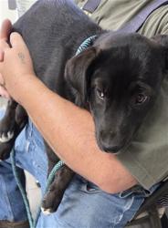 Shelter Stray Female Dog last seen ELIZABETH NORRIS / LAKE ISABELLA BLVD LAKE ISABELLA CA 93240, 14891 CA-178, Lake Isabella, CA 93240, USA