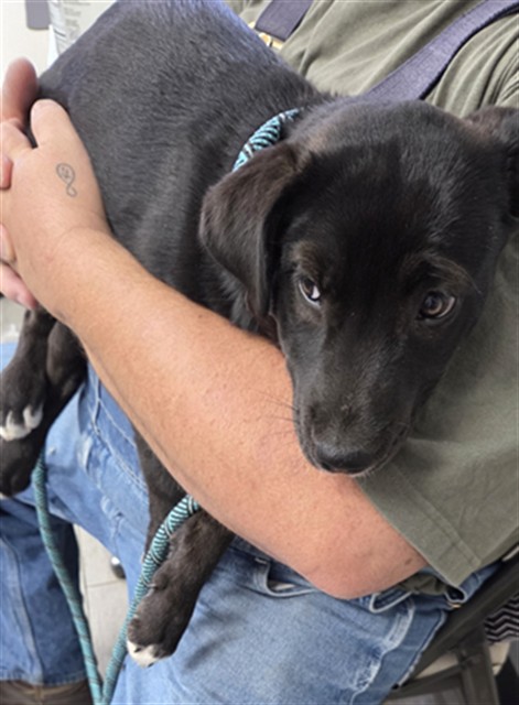 Shelter Stray Female Dog last seen ELIZABETH NORRIS / LAKE ISABELLA BLVD LAKE ISABELLA CA 93240, 14891 CA-178, Lake Isabella, CA 93240, USA