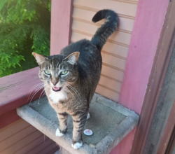 Reunited Female Cat last seen Between Douglas and Blanshard, Victoria, BC 