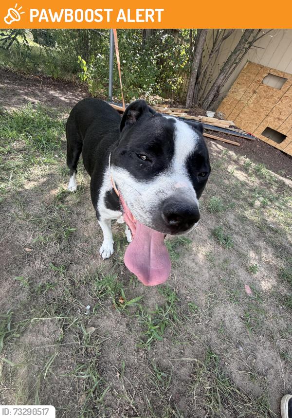 Found/Stray Male Dog last seen Academy and astrozon, Colorado Springs, CO 80916