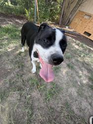 Found/Stray Male Dog last seen Academy and astrozon, Colorado Springs, CO 80916