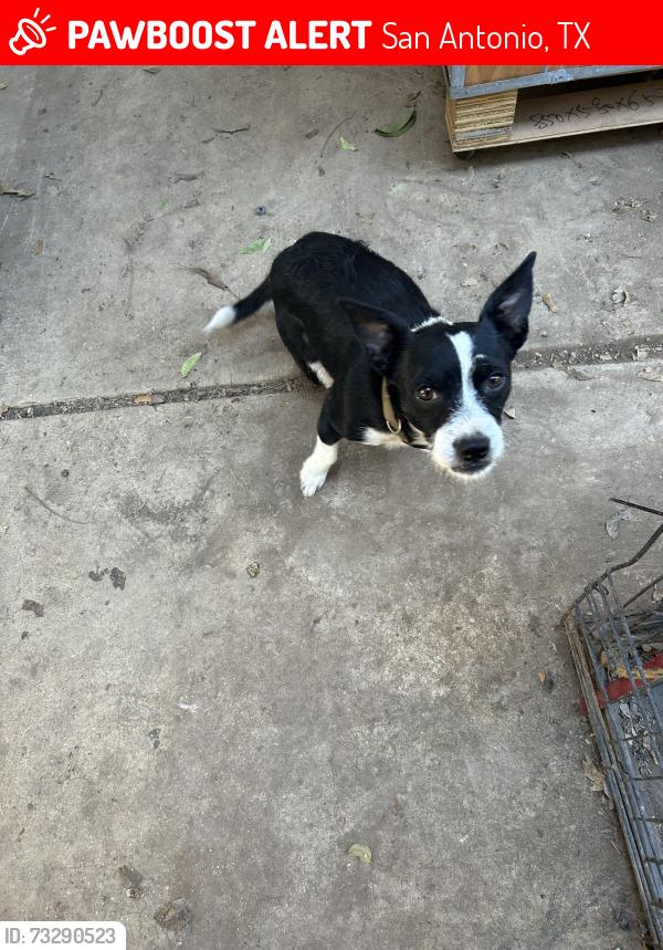 Lost Male Dog last seen Brown leaf pinn rd., San Antonio, TX 78227