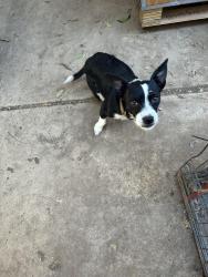Lost Male Dog last seen Brown leaf pinn rd., San Antonio, TX 78227