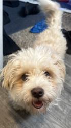 Reunited Male Dog last seen Sherman and kings row, Denton, TX 76209