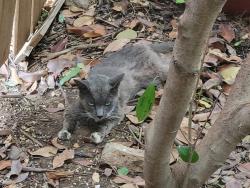 Found/Stray Unknown Cat last seen West Cleburne and Sweetgum Way, Fort Worth, TX 76133