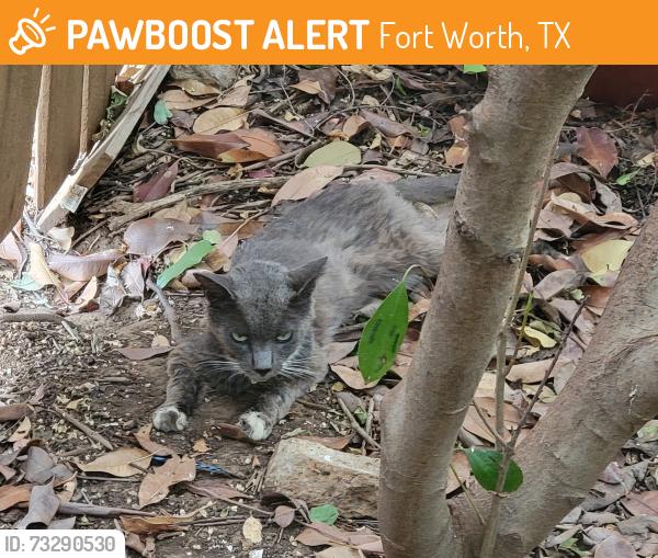 Found/Stray Unknown Cat last seen West Cleburne and Sweetgum Way, Fort Worth, TX 76133