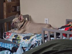 Lost Male Dog last seen Stonebrook and Rose LN, Frisco, TX 75036