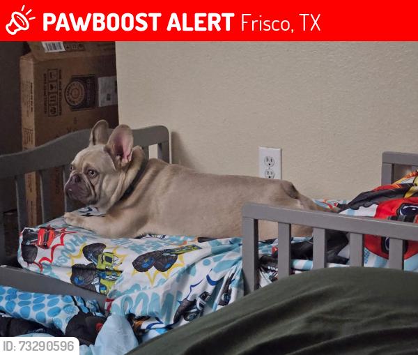 Lost Male Dog last seen Stonebrook and Rose LN, Frisco, TX 75036