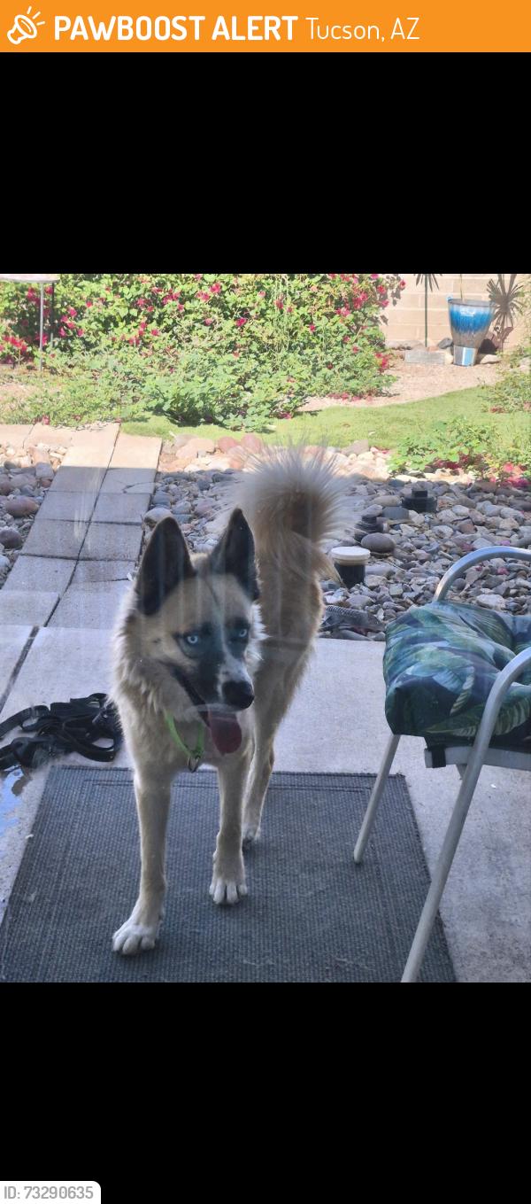 Found/Stray Male Dog last seen Jesse Owens park, Tucson, AZ 85710