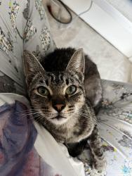 Found/Stray Female Cat last seen Prescott Market, Oakland, CA 94607