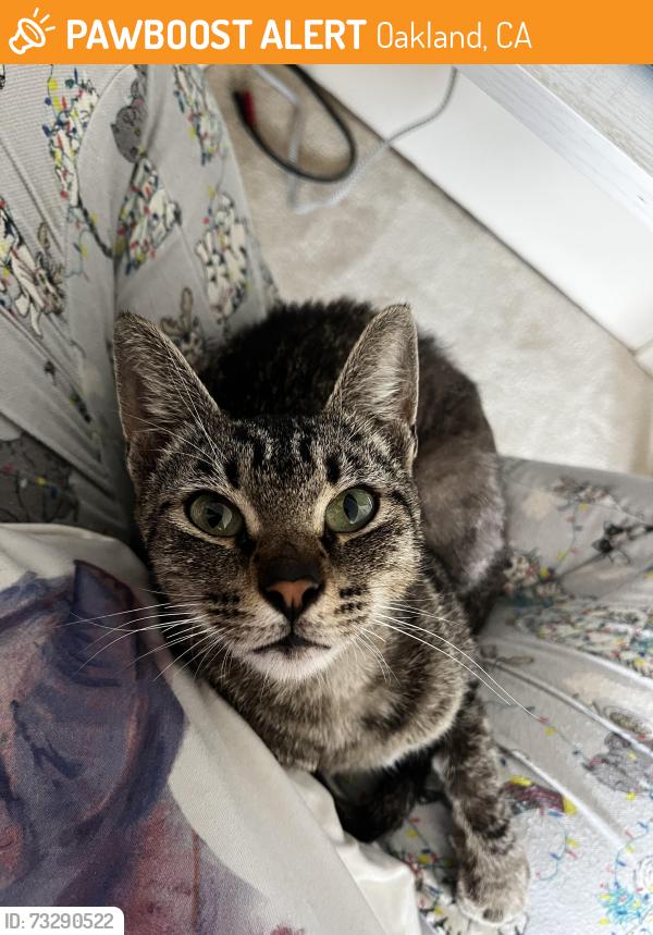 Found/Stray Female Cat last seen Prescott Market, Oakland, CA 94607