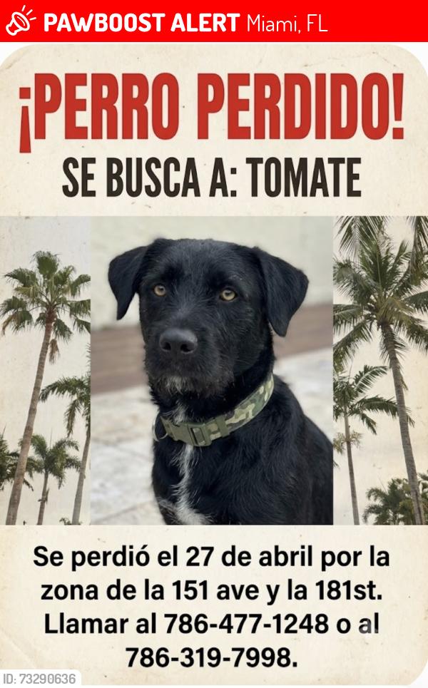 Lost Male Dog last seen Cerca de Eureka, Miami, FL 33187