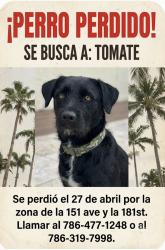 Lost Male Dog last seen Cerca de Eureka, Miami, FL 33187