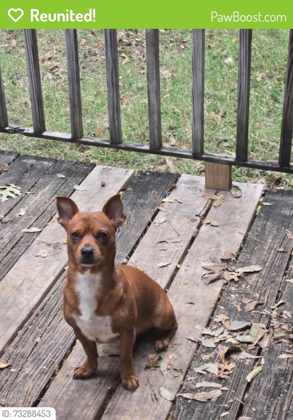 Reunited Male Dog last seen Joaquin and dunway dr, Dallas, TX 75228