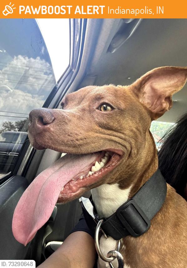 Found/Stray Female Dog last seen Rockville and Raceway, Indianapolis, IN 46234