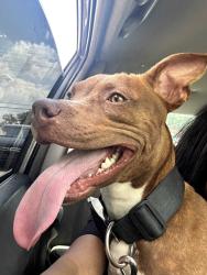 Found/Stray Female Dog last seen Rockville and Raceway, Indianapolis, IN 46234