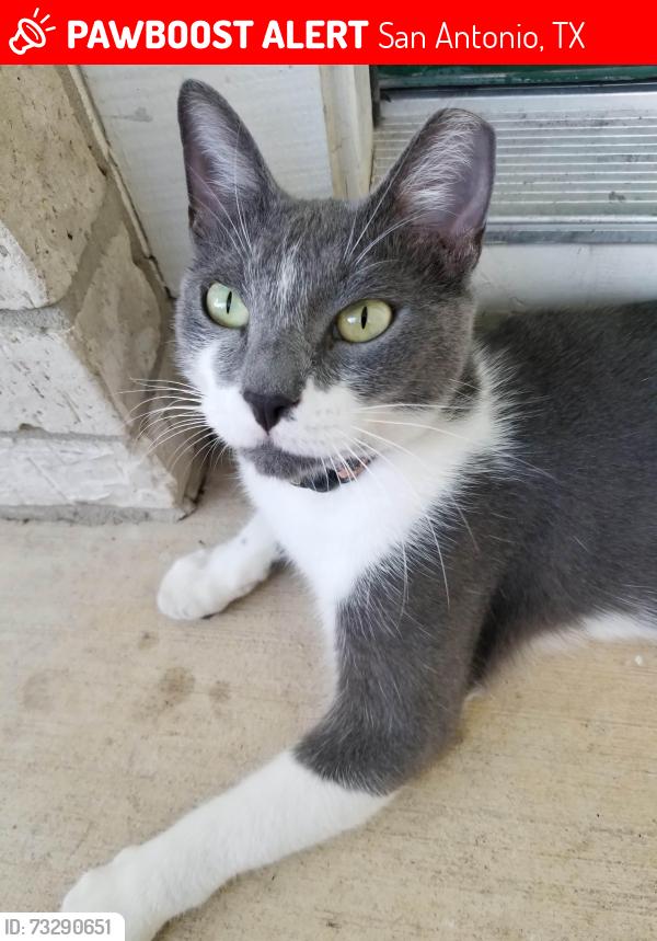 Lost Male Cat last seen By Elm Valley, San Antonio, TX 78242