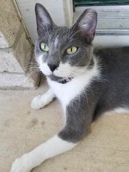 Lost Male Cat last seen By Elm Valley, San Antonio, TX 78242