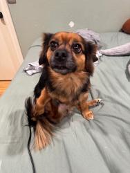 Reunited Male Dog last seen Parthenia and White Oak Ave, Los Angeles, CA 91325