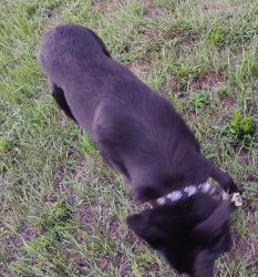 Lost Male Dog last seen Lowe's on Alexis, Toledo, OH 43612