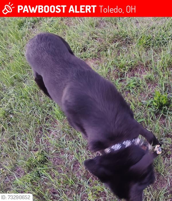 Lost Male Dog last seen Lowe's on Alexis, Toledo, OH 43612