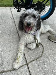 Reunited Unknown Dog last seen Barber St., Sebastian, FL 32958