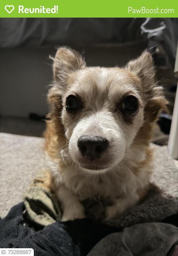 Reunited Male Dog last seen Military road and Schaefer school hse, Stroudsburg, PA 18360