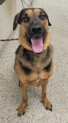 Shelter Stray Male Dog last seen Near E. 4th Street, 64106, MO, 7077 Elmwood Ave, Kansas City, MO 64132, USA