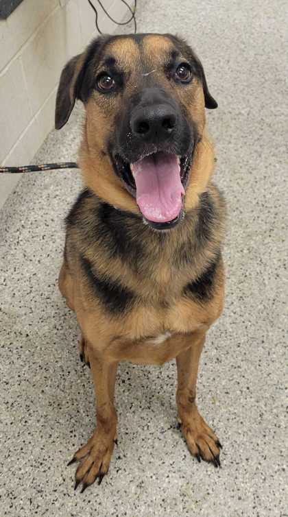 Shelter Stray Male Dog last seen Near E. 4th Street, 64106, MO, 7077 Elmwood Ave, Kansas City, MO 64132, USA