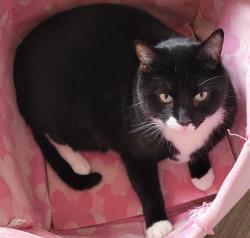 Lost Male Cat last seen Roncho Rosal school, Camarillo, CA 93012
