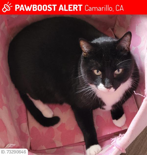Lost Male Cat last seen Roncho Rosal school, Camarillo, CA 93012